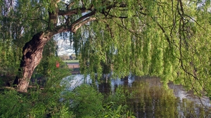 England River Willow 3200x2297 Wallpaper