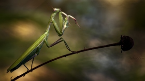 Colorful Photography Insect Nature Closeup Praying Mantis Blurred Blurry Background Simple Backgroun 1920x1080 Wallpaper