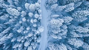 Fir Tree Forest Road Snow Winter 3200x1800 Wallpaper