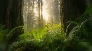 Forest Sunbeam Sequoia Greenery 3872x2581 Wallpaper