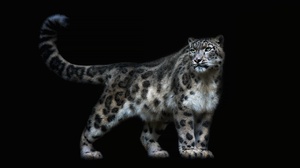 Animal Snow Leopard 2135x1201 wallpaper