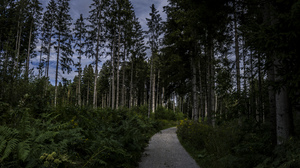 Trees Nature Road Outdoors Forest Grass Sky Wide Angle 6000x3376 Wallpaper