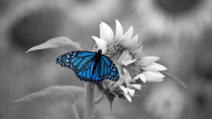 Blue Butterfly Flower Macro Selective Color 6016x4000 Wallpaper