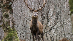 Deer Stare Wildlife 2560x1707 Wallpaper