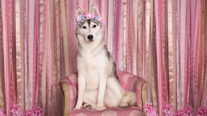 Dog Pet Siberian Husky Wreath 1920x1280 Wallpaper