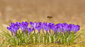 Apis Mellifera Bees Insect Animals Plants Flowers Purple Flowers Nature 1920x1080 wallpaper