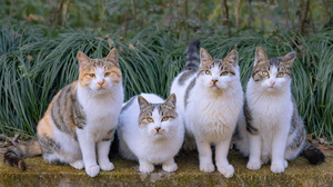 Cats Photography Group Of Cats 2000x1333 Wallpaper