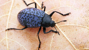 Beetle 1680x1050 Wallpaper