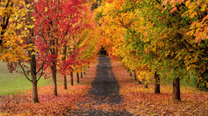 Fall Foliage Road Tree Tree Lined 2000x1125 Wallpaper