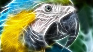 Parrot 1440x900 Wallpaper