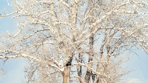 Nature Snow Cellphone Trees Vertical Winter 1242x2688 Wallpaper