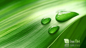 Linux Linux Mint Typography Water Drops Nature Plants Leaves 1680x1050 Wallpaper