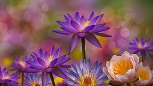 Bokeh Earth Flower Lotus Purple Flower Water Lily 2560x1440 Wallpaper