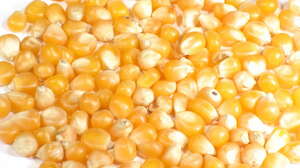 Food Corn 1920x1440 Wallpaper