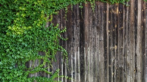 Ivy Plant Wood 4608x3456 Wallpaper