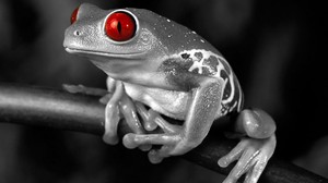 Frog Selective Color 2560x1600 Wallpaper