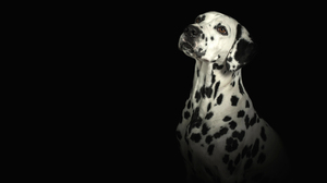 Animal Dalmatian Dog Portrait 2689x1512 Wallpaper