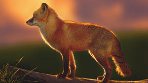 Fox Red Fox 2048x1365 Wallpaper