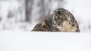 Big Cat Snow Snow Leopard Wildlife Predator Animal 2000x1333 Wallpaper