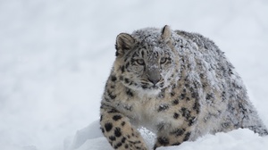 Big Cat Snow Snow Leopard Wildlife Predator Animal 2045x1317 Wallpaper