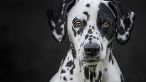 Dalmatian Dog Muzzle Pet Stare 2048x1365 Wallpaper