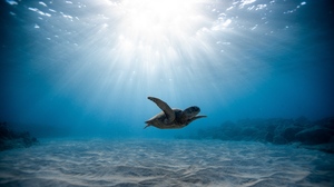 Turtle Ocean View Underwater Swimming Sand 3840x2160 Wallpaper