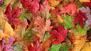 Dew Fall Green Leaf Red Yellow 2048x1345 Wallpaper