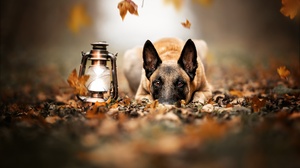 Depth Of Field Dog Lantern Pet 2048x1365 Wallpaper