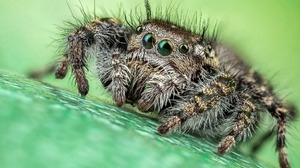 Macro Arachnid Spider 2048x1365 Wallpaper