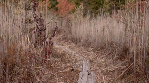Pathway Wood Planks Fall Foliage Leaves Kyle Larivee Path Outdoors 3840x2160 Wallpaper