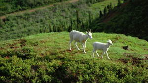 Animal Goat 3072x2048 Wallpaper